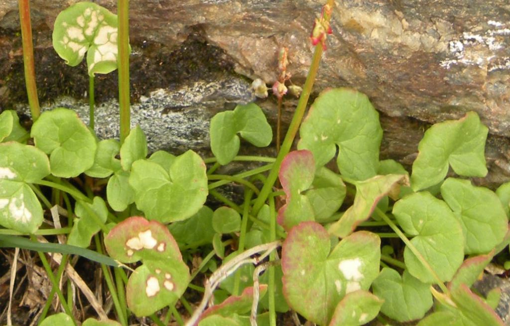 Oxyria digyna / Acetosa soldanella